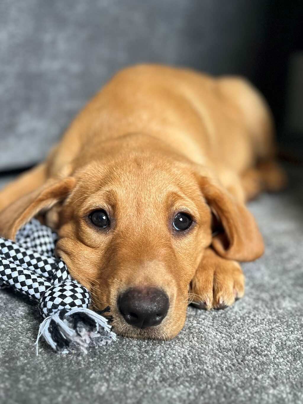 Pete